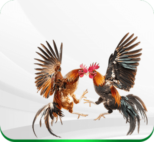 Sảnh đá gà NK88